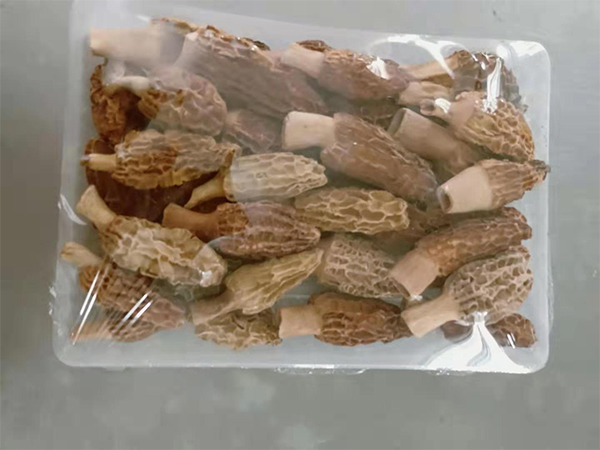 凍干野生羊肚菌