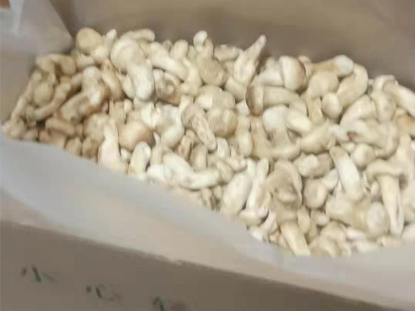 凍干松茸白皮整菇